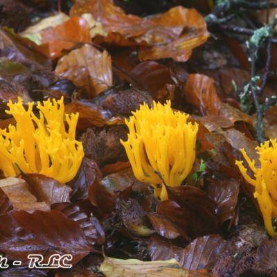 Tremelles Caloceres