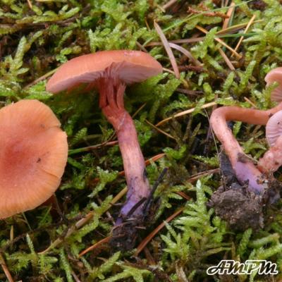 Laccaria Bicolor