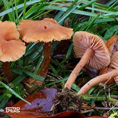 Laccaria Laccata