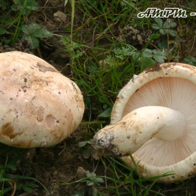 Tricholoma Acerbum
