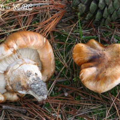 Tricholoma Focale