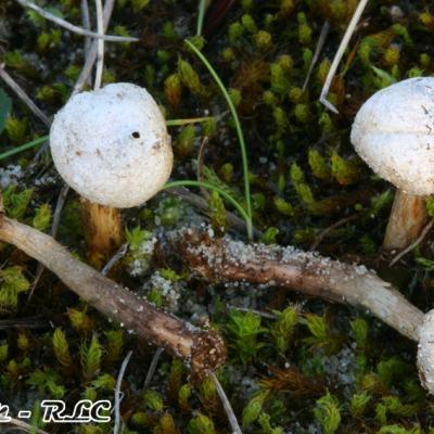 Tulostomes battarae