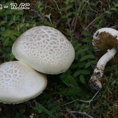 Agrocybe Molesta