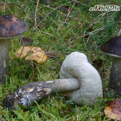 Leccinum Melaneum