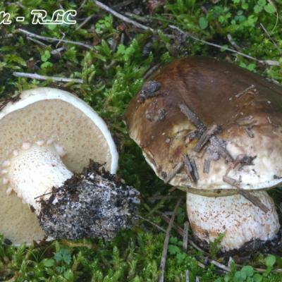 Suillus Bellinii