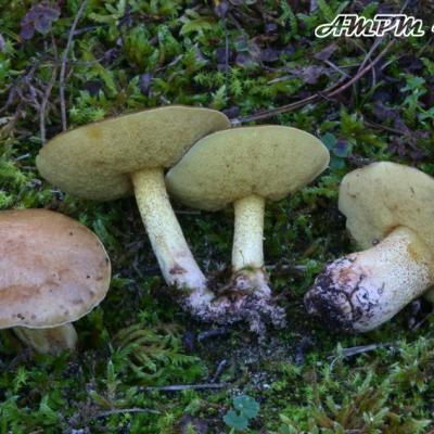 Suillus Collinitus