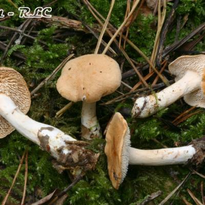 Hydnum Rufescens
