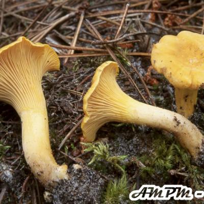 Chanterelles