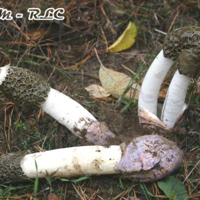 Phallus Hadriani